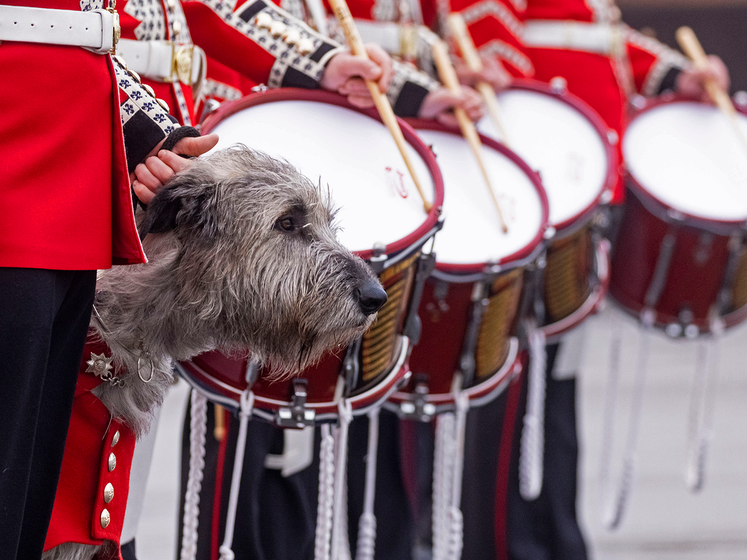 Irish Guards Drummers with regimental mascot Séamus Photo Print - British Army Posters, Prints, & Visual Artwork Hampshire Prints 6 x 4 No Frame No