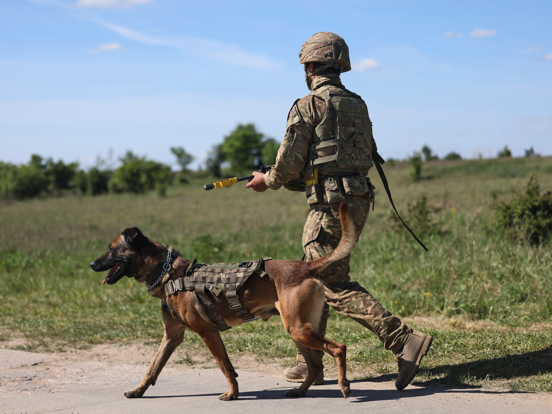British Army Dog Handler on Patrol Photo Print Wall Art Military Decor Poster Posters, Prints, & Visual Artwork Hampshire Prints 6 x 4 No Frame No