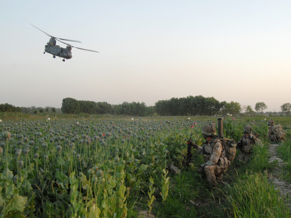 British Army Soldiers in an Afghan Poppy Field 2010