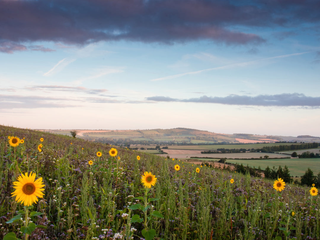 Wild sunflowers on the South Downs Hampshire Photo Print - Canvas - Framed Photo Print - Hampshire Prints