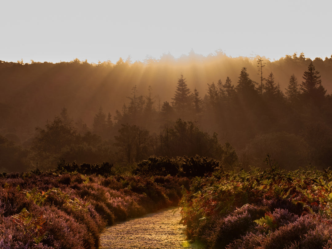 Morning light in The New Forest Hampshire Photo Print - Canvas - Framed Photo Print - Hampshire Prints