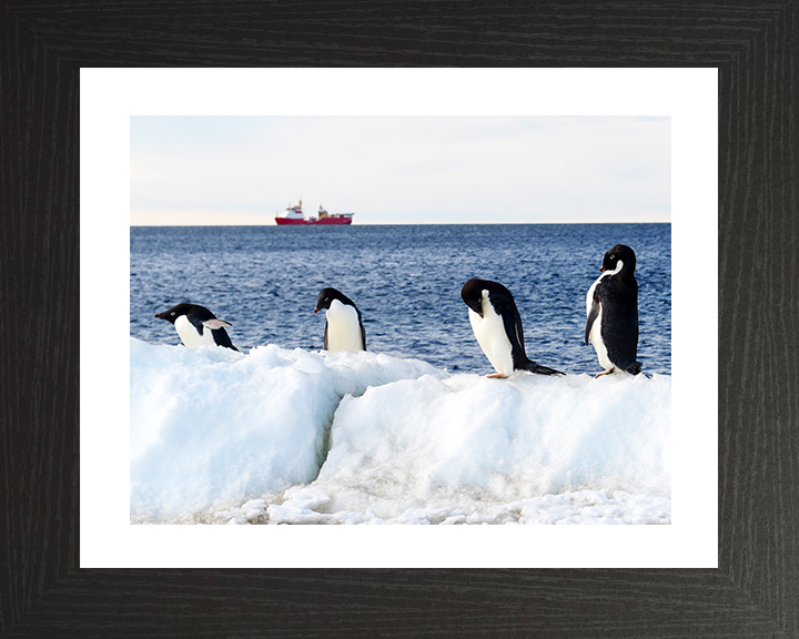 HMS Protector (A173) Photo Print - Reflections With Penguins - Royal Navy Ice Patrol Vessel Hampshire Prints 10 x 8 Black Frame Yes