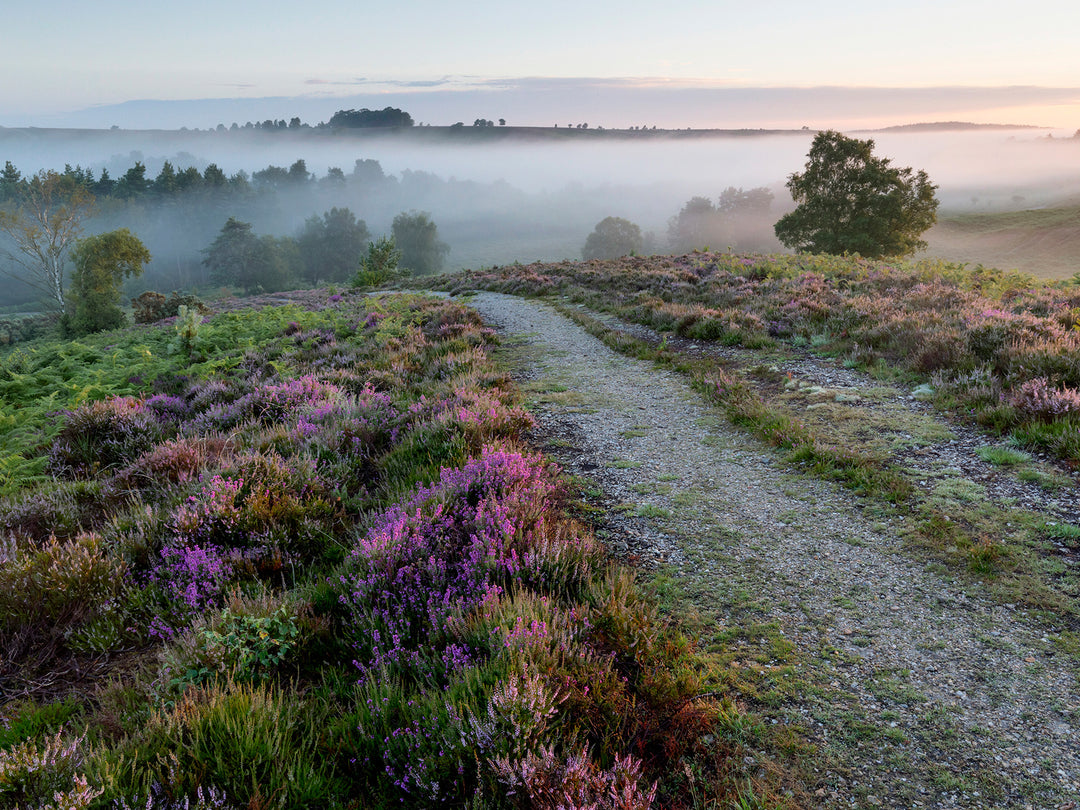 Mist over the heather in that New forest Photo Print - Canvas - Framed Photo Print - Hampshire Prints