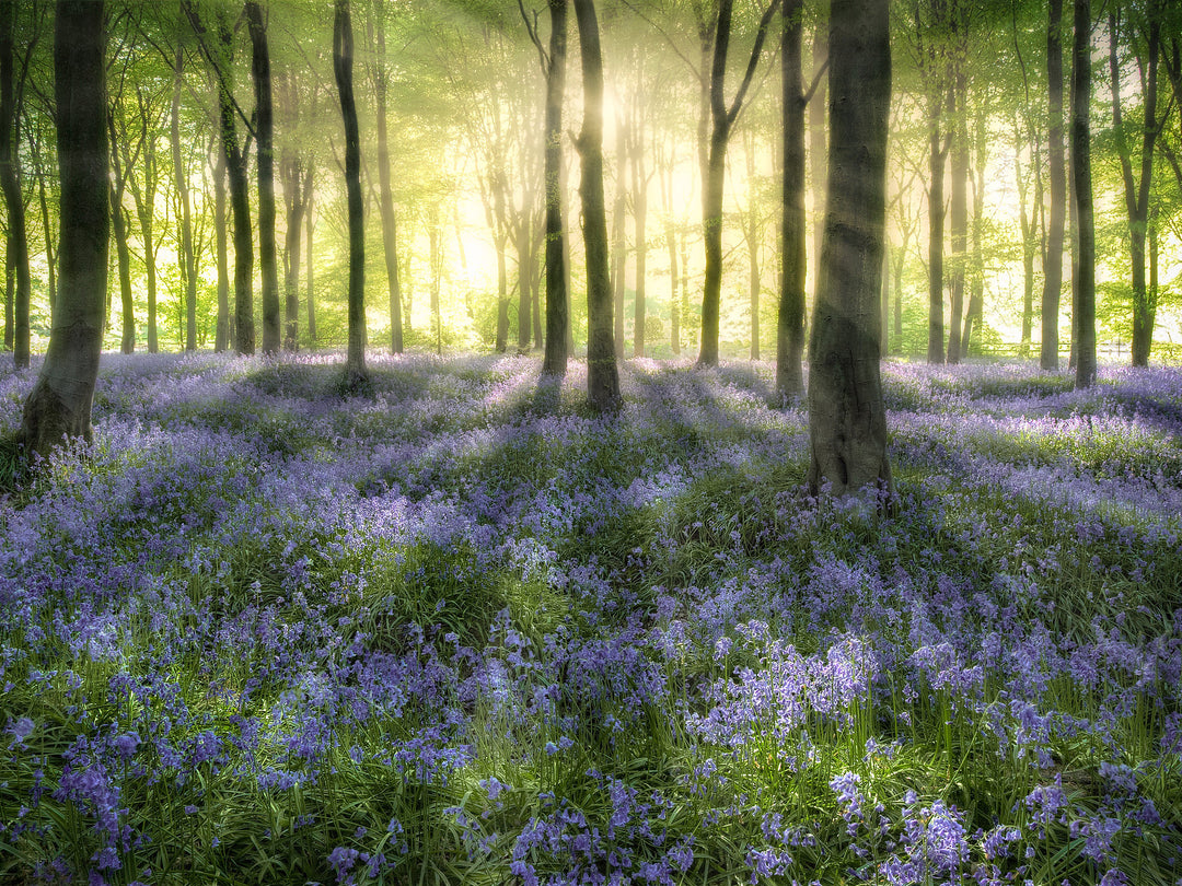 Morning light in bluebells Hampshire Photo Print - Canvas - Framed Photo Print - Hampshire Prints