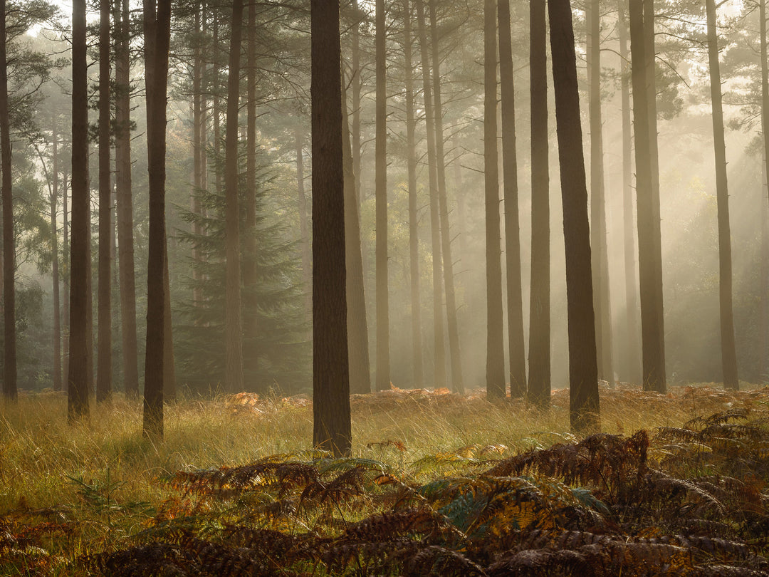Misty Bolderwood forest The New Forest Hampshire Photo Print - Canvas - Framed Photo Print - Hampshire Prints