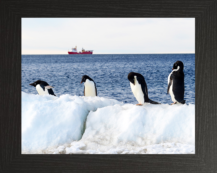 HMS Protector (A173) Photo Print - Reflections With Penguins - Royal Navy Ice Patrol Vessel Hampshire Prints 10 x 8 Black Frame No