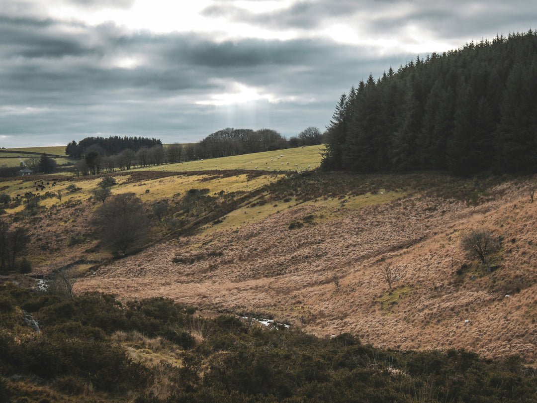 Dartmoor national park Devon Photo Print - Canvas - Framed Photo Print - Hampshire Prints