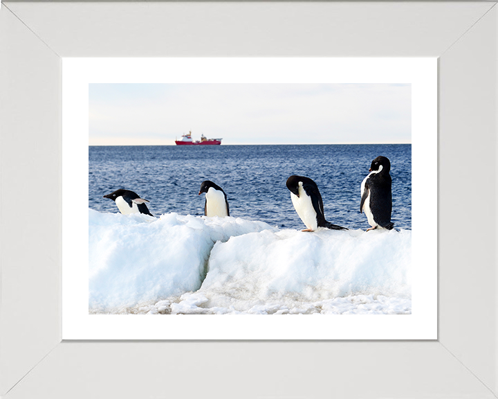 HMS Protector (A173) Photo Print - Reflections With Penguins - Royal Navy Ice Patrol Vessel Hampshire Prints 10 x 8 White Frame Yes
