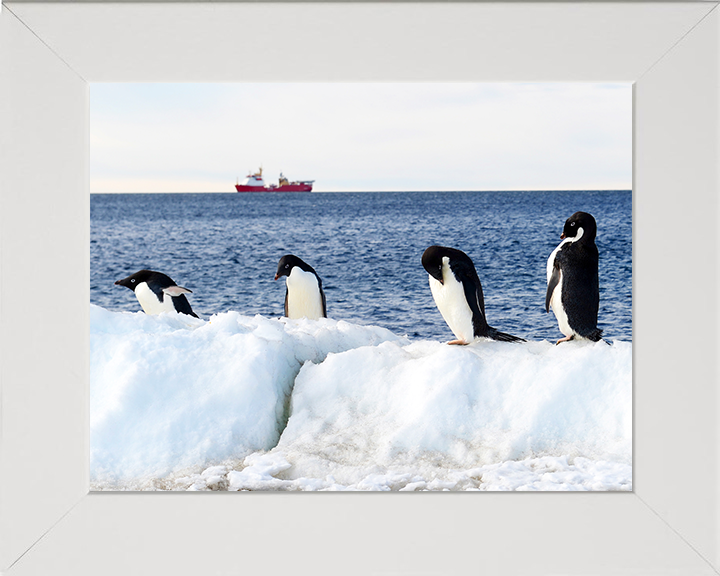 HMS Protector (A173) Photo Print - Reflections With Penguins - Royal Navy Ice Patrol Vessel Hampshire Prints 10 x 8 White Frame No