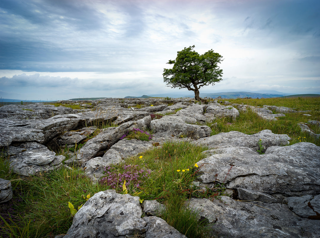 A lone tree in The Yorkshire Dales Photo Print - Canvas - Framed Photo Print - Hampshire Prints