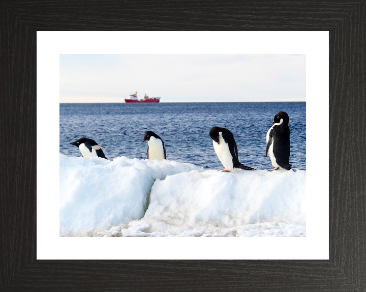 HMS Protector A173 Ice Patrol Vessel January 2016 Reflections with Penguins Photo Print - Posters, Prints, & Visual Artwork - by Hampshire Prints (image 2 of 9)