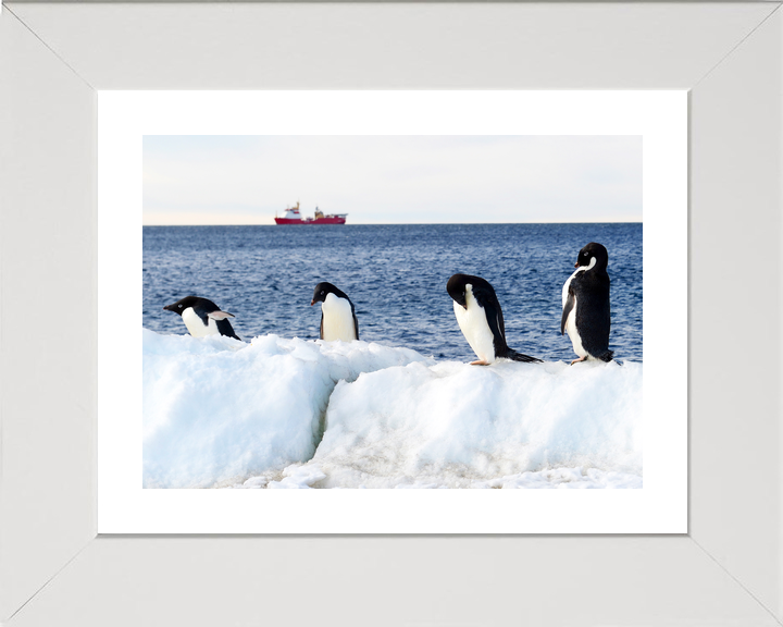 HMS Protector A173 Ice Patrol Vessel January 2016 Reflections with Penguins Photo Print - Posters, Prints, & Visual Artwork - by Hampshire Prints (image 4 of 9)