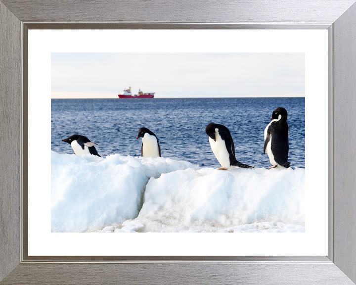 HMS Protector A173 Ice Patrol Vessel January 2016 Reflections with Penguins Photo Print - Posters, Prints, & Visual Artwork - by Hampshire Prints (image 6 of 9)