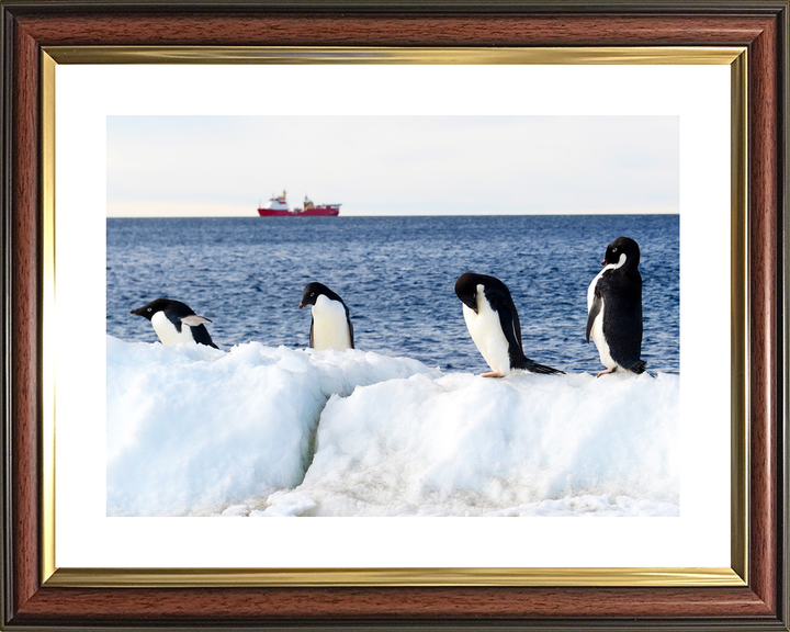 HMS Protector A173 Ice Patrol Vessel January 2016 Reflections with Penguins Photo Print - Posters, Prints, & Visual Artwork - by Hampshire Prints (image 8 of 9)