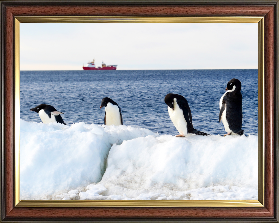 HMS Protector A173 Ice Patrol Vessel January 2016 Reflections with Penguins Photo Print - Posters, Prints, & Visual Artwork - by Hampshire Prints (image 9 of 9)