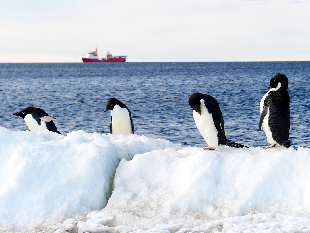 HMS Protector A173 Ice Patrol Vessel January 2016 Reflections with Penguins Photo Print - Posters, Prints, & Visual Artwork - by Hampshire Prints (image 1 of 9)