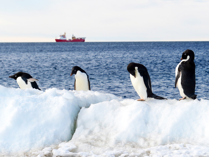 HMS Protector A173 Ice Patrol Vessel January 2016 Reflections with Penguins Photo Print - Posters, Prints, & Visual Artwork - by Hampshire Prints (image 1 of 9)