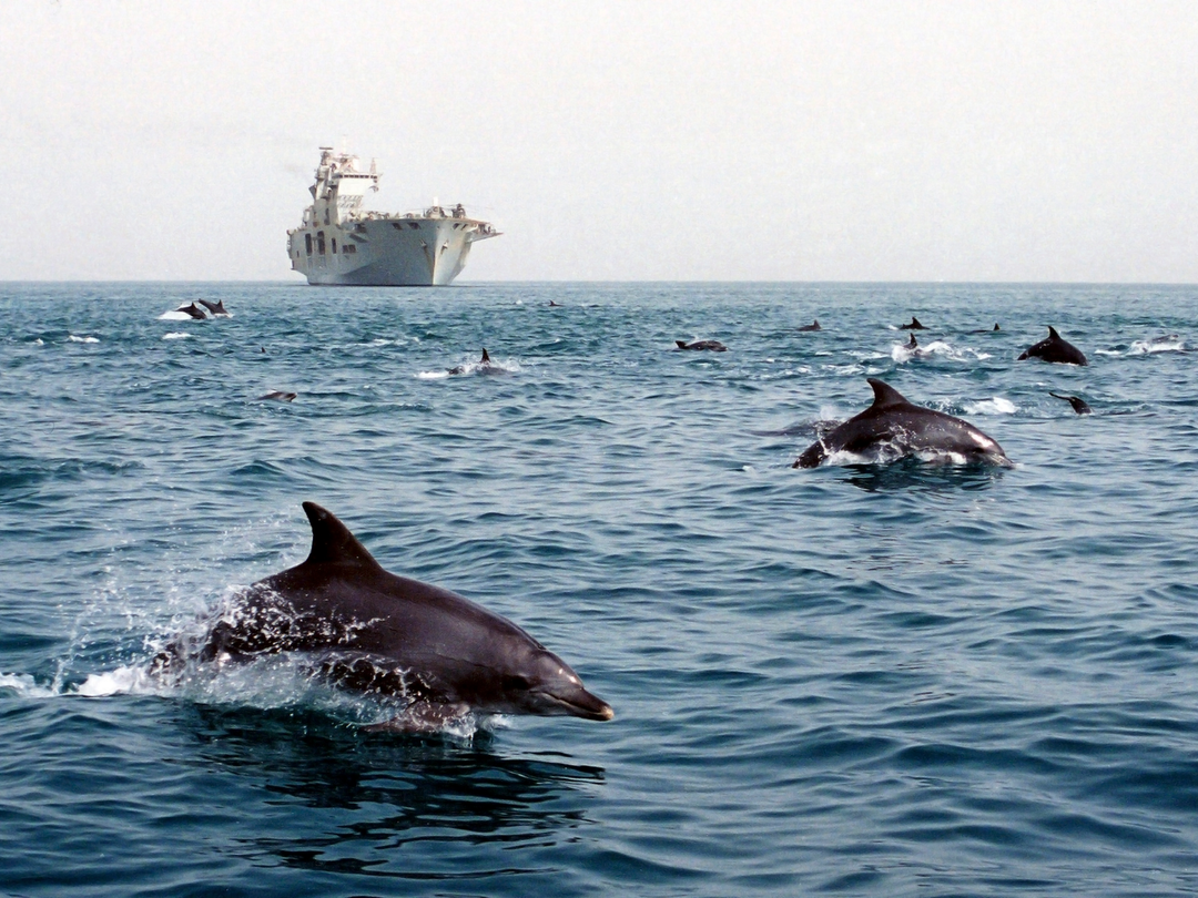 HMS Ocean (L12) Photo Print - With Dolphins 2003 - Royal Navy Landing Platform Helicopter Hampshire Prints 6 x 4 No Frame No