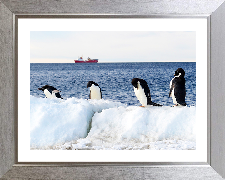 HMS Protector (A173) Photo Print - Reflections With Penguins - Royal Navy Ice Patrol Vessel Hampshire Prints 10 x 8 Silver Frame Yes