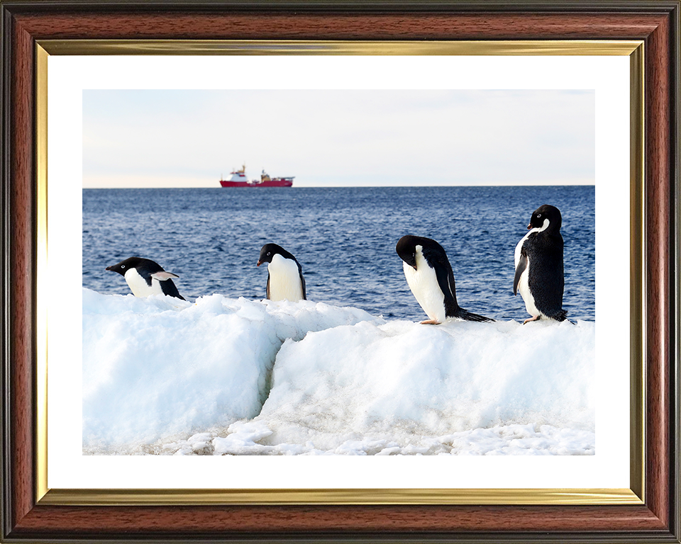 HMS Protector (A173) Photo Print - Reflections With Penguins - Royal Navy Ice Patrol Vessel Hampshire Prints 10 x 8 Classic Frame Yes