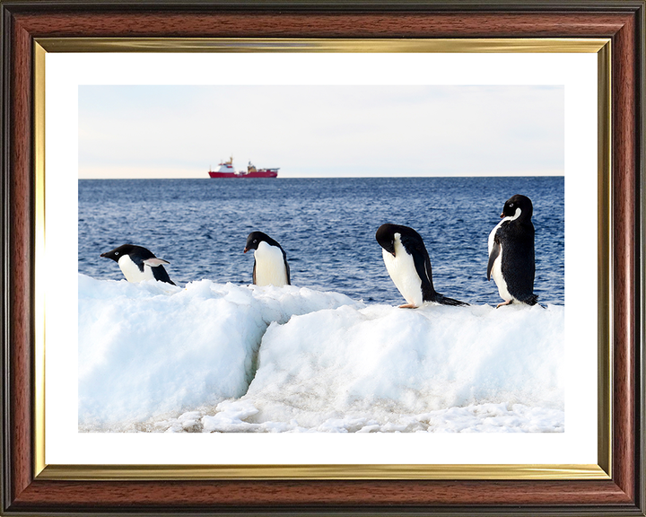 HMS Protector (A173) Photo Print - Reflections With Penguins - Royal Navy Ice Patrol Vessel Hampshire Prints 10 x 8 Classic Frame Yes