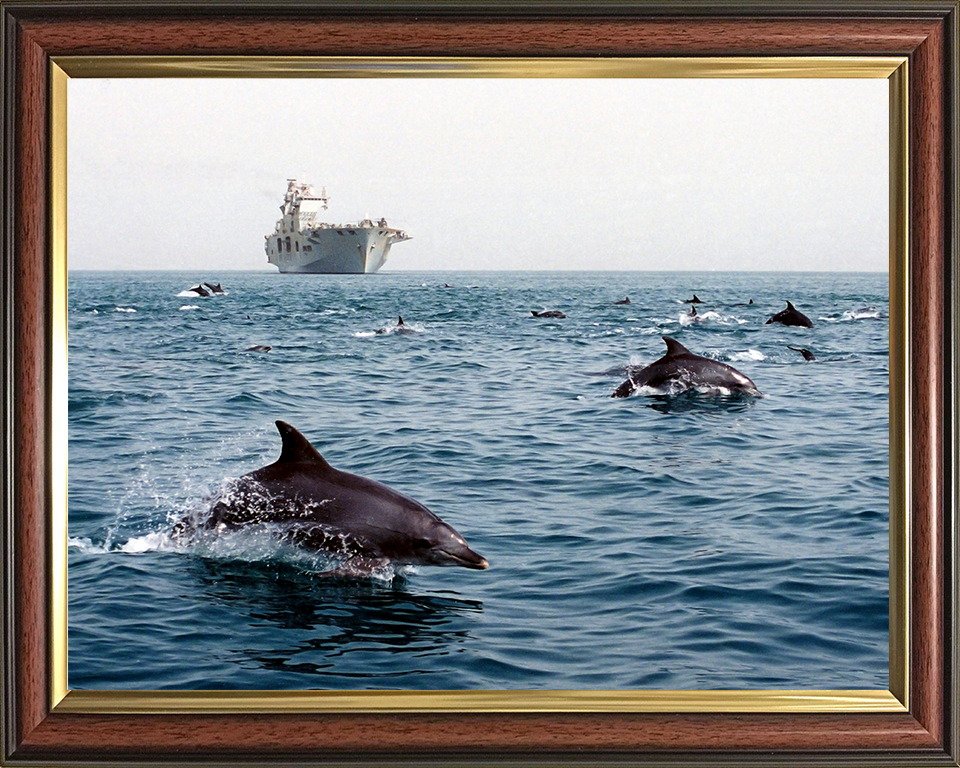 HMS Ocean (L12) Photo Print - With Dolphins 2003 - Royal Navy Landing Platform Helicopter Hampshire Prints 10 x 8 Classic Frame No