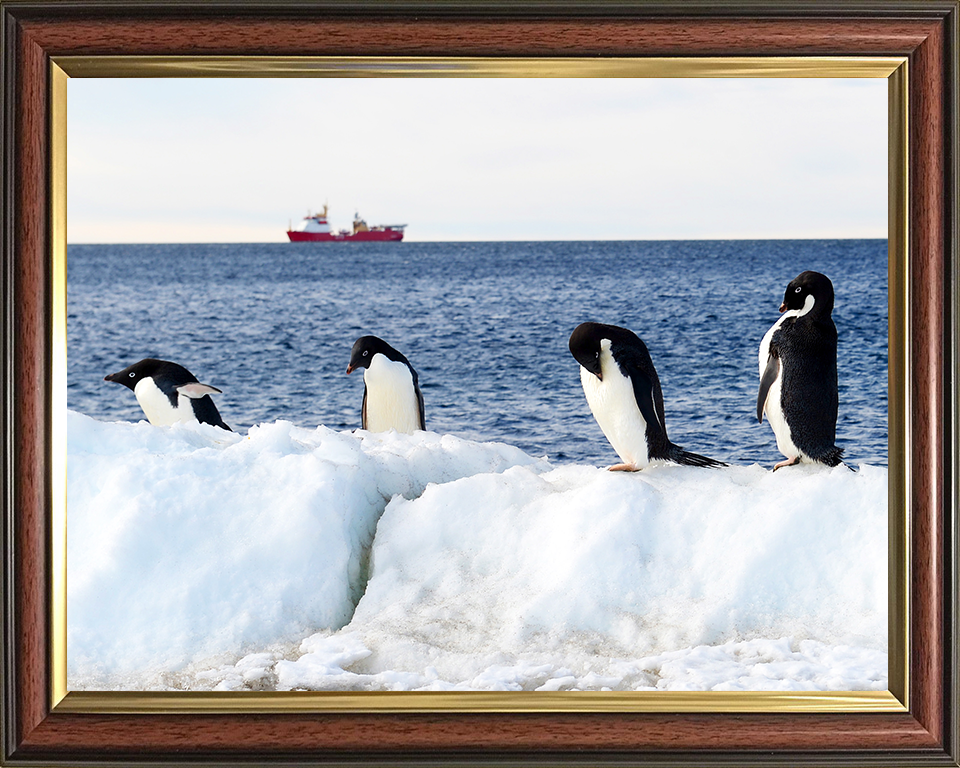 HMS Protector (A173) Photo Print - Reflections With Penguins - Royal Navy Ice Patrol Vessel Hampshire Prints 10 x 8 Classic Frame No