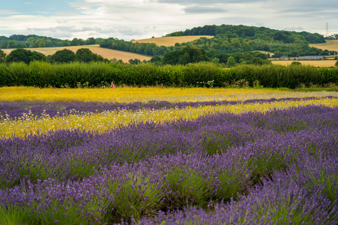 Lavender field in Alton Hampshire Photo Print - Canvas - Framed Photo Print - Hampshire Prints