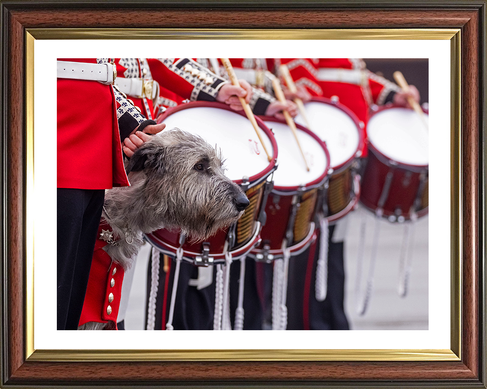 Irish Guards Drummers with regimental mascot Séamus Photo Print - British Army Posters, Prints, & Visual Artwork Hampshire Prints 10 x 8 Classic Frame Yes