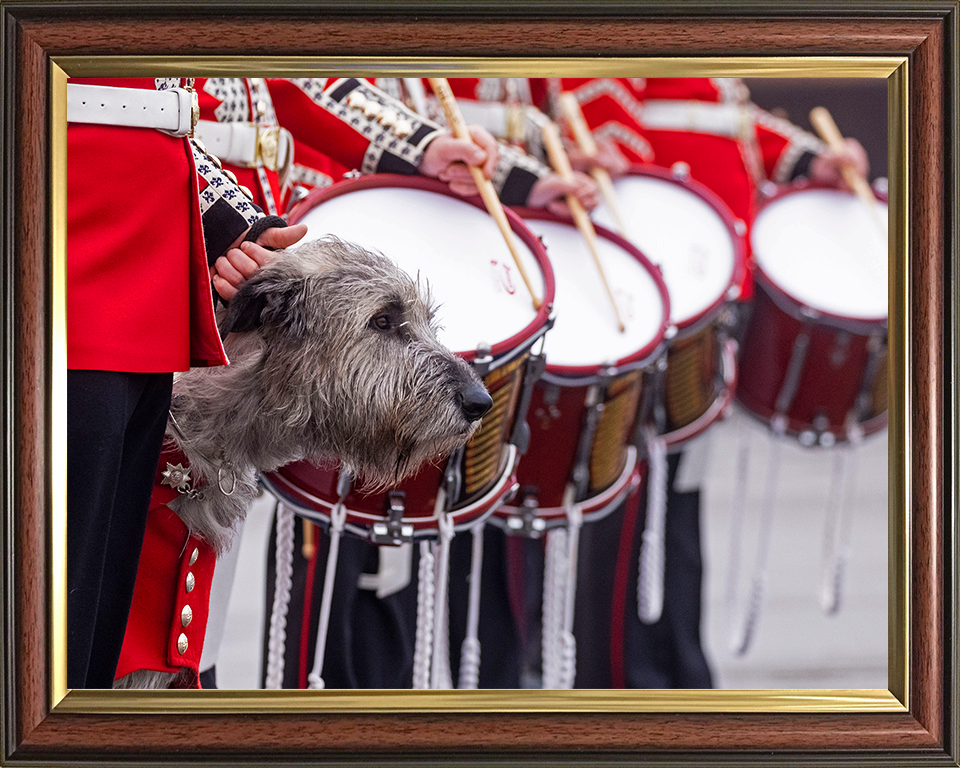 Irish Guards Drummers with regimental mascot Séamus Photo Print - British Army Posters, Prints, & Visual Artwork Hampshire Prints 10 x 8 Classic Frame No