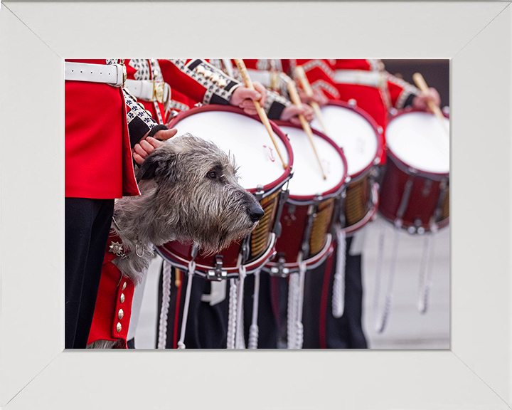 Irish Guards Drummers with regimental mascot Séamus Photo Print - British Army Posters, Prints, & Visual Artwork Hampshire Prints 10 x 8 White Frame No