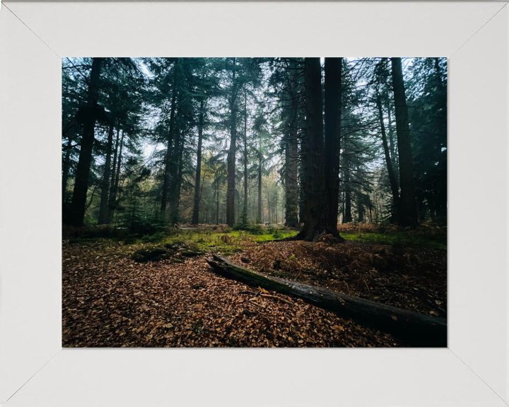 Atmospheric woodland at Blackwater Arboretum Brockenhurst Photo Print - Canvas - Framed Photo Print - Hampshire Prints