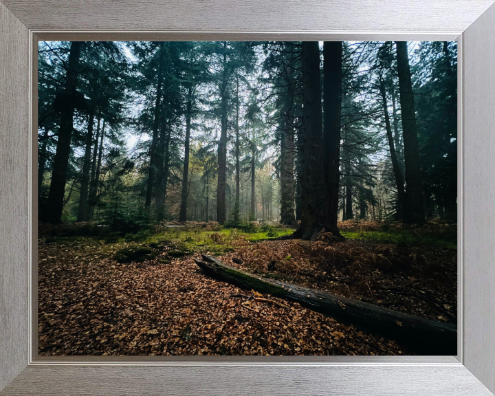Atmospheric woodland at Blackwater Arboretum Brockenhurst Photo Print - Canvas - Framed Photo Print - Hampshire Prints