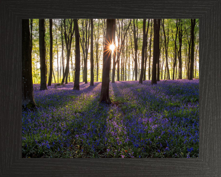 Bluebells through the trees in Hampshire Photo Print - Canvas - Framed Photo Print - Hampshire Prints