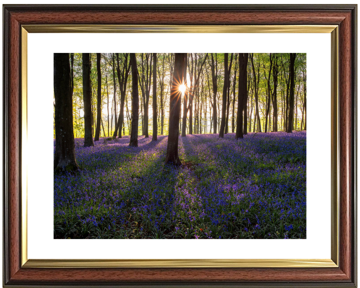 Bluebells through the trees in Hampshire Photo Print - Canvas - Framed Photo Print - Hampshire Prints