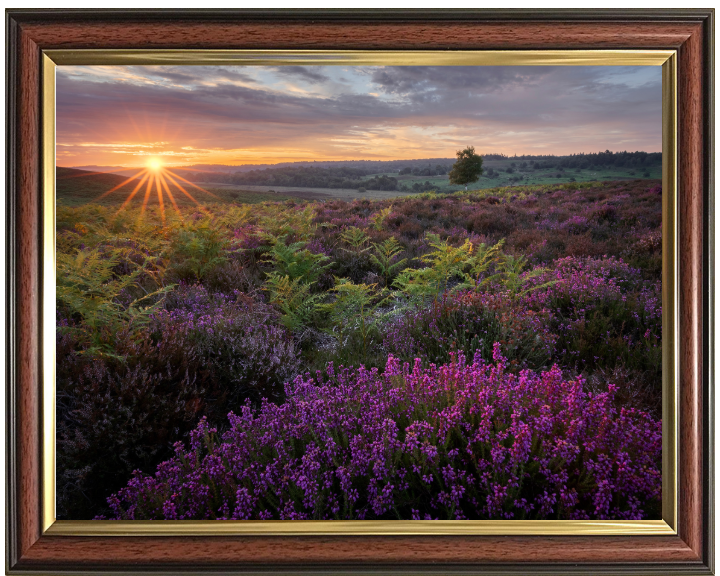Dawn over the heather in the New forest Photo Print - Canvas - Framed Photo Print - Hampshire Prints