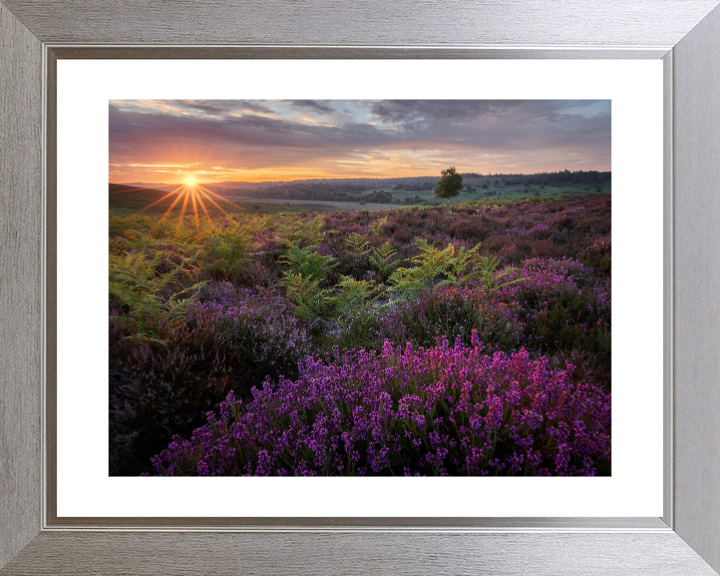 Dawn over the heather in the New forest Photo Print - Canvas - Framed Photo Print - Hampshire Prints
